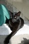 Negra (2)